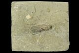 Fossil Crinoid (Scytalocrinus) - Crawfordsville, Indiana #118956-1